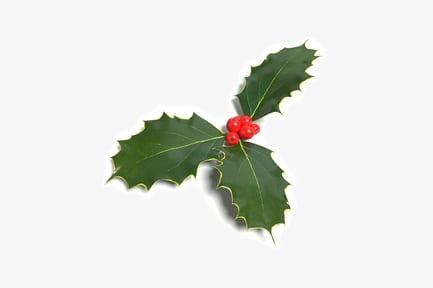 Preview: Symmetrical arrangement of holly leaves and berries (close-up)