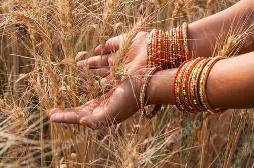 Preview: Closeup of Indian woman's hand touching wheat in a field,