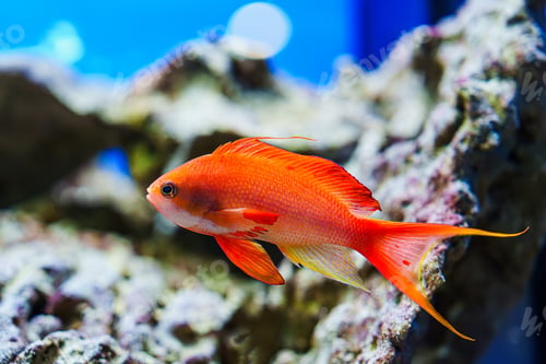 Preview: Close-up of a vibrant orange fish swimming in a saltwater aquarium tank.