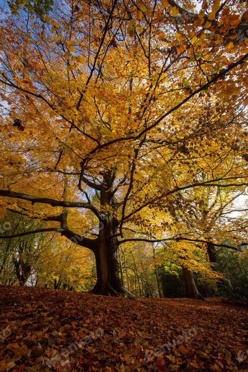 Preview: Autumn Colours on Hampstead Heath