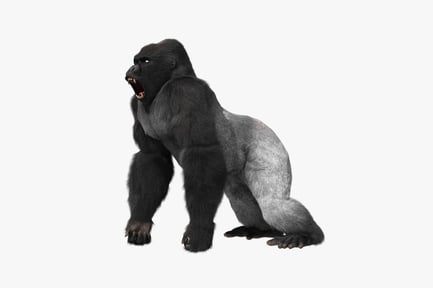 Preview: Gorilla in quadrupedal stance with open mouth