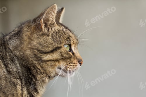 Preview: Portrait of a cat close-up. Pet animal
