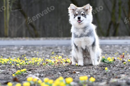 Preview: Portrait of a young puppy finnish lapphund dog sitting in yellow flower field