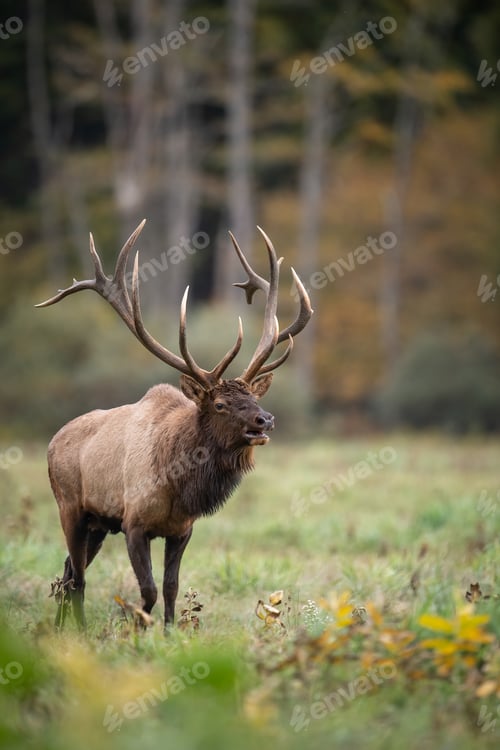 Preview: Bull Elk in the Grand Tetons