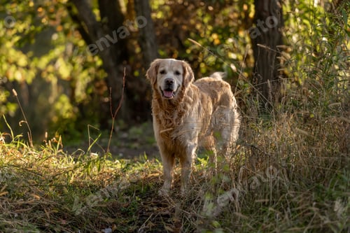 Preview: Golden Retriever Dog On A Walk