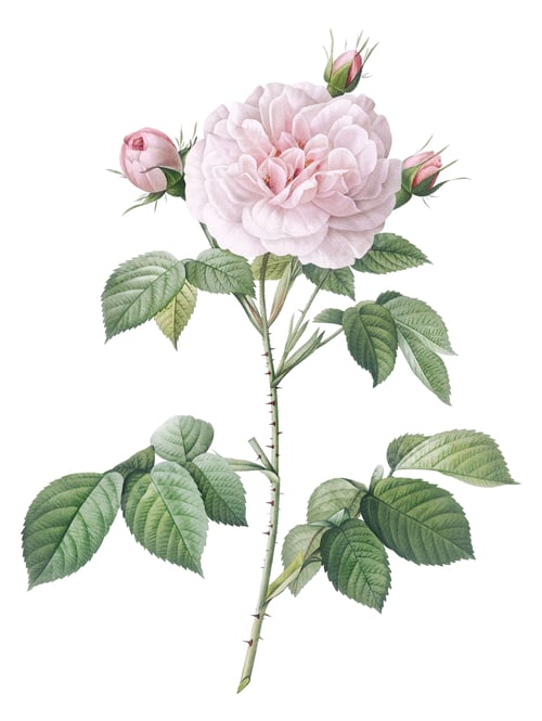 Preview: an image of a beautiful rose with green leaves in a white background