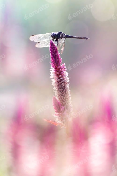 Preview: dragonfly