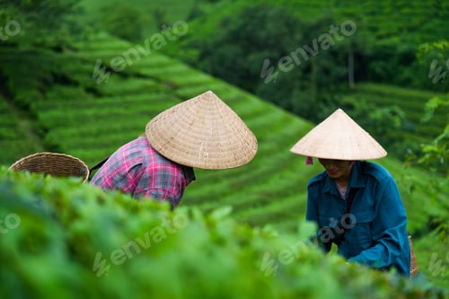 Preview: Couple female agriculturist wearing non la hat picking tea leaves in Long Coc tea hill on farmland