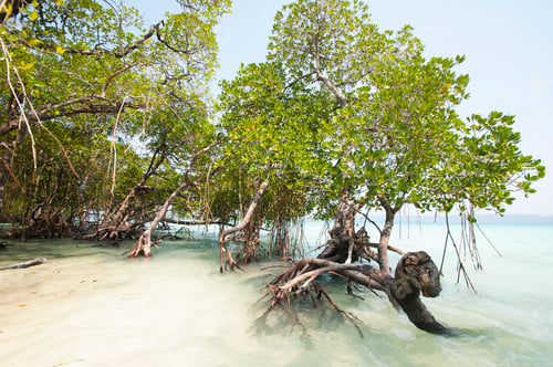 Preview: Beautiful tree on Havelock Island Beach.