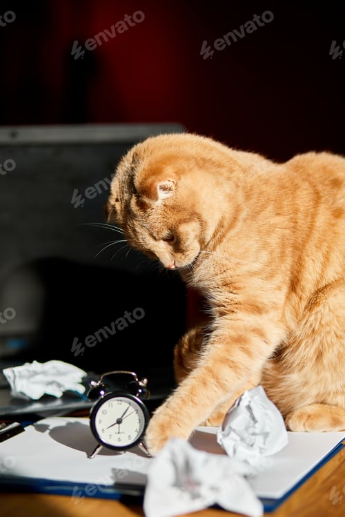 Preview: Funny playful cat playing with crumpled paper balls on office desk in sunlight, home workplace.