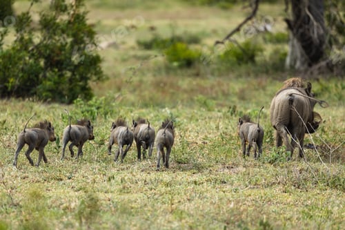 Preview: Warthog piglets, Phacochoerus africanus, running together through short grass.