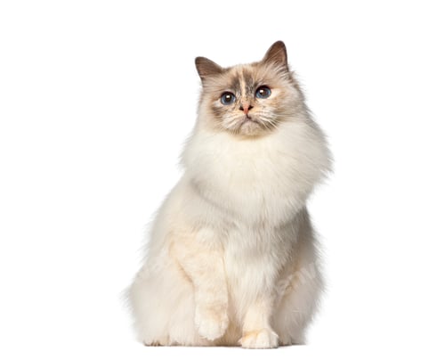 Preview: Birman cat sitting and looking up with bright blue eyes