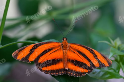 Preview: Macro shot of a beautiful bright orange tiger butterfly on a plant