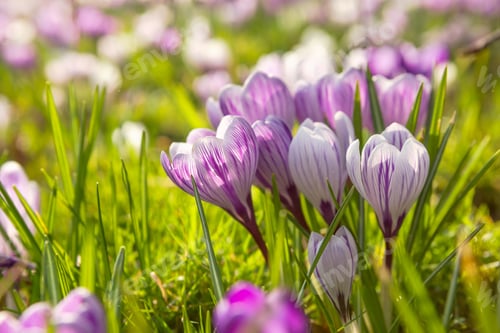 Preview: many crocus flowers on green meadow