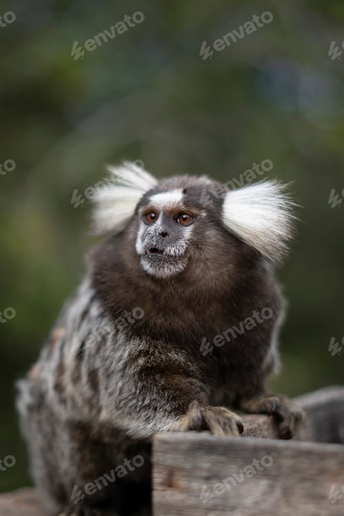 Preview: Monkey portrait