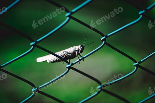 Preview: Grasshopper on fence