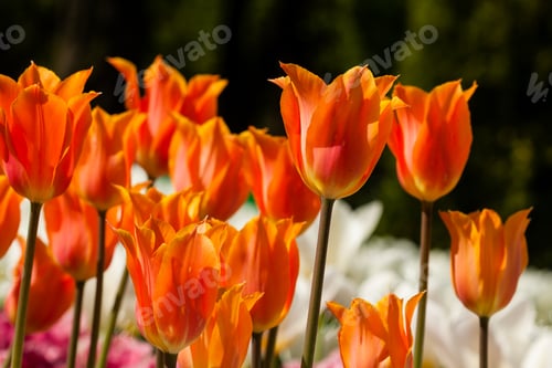 Preview: Spring field of colorful tulips