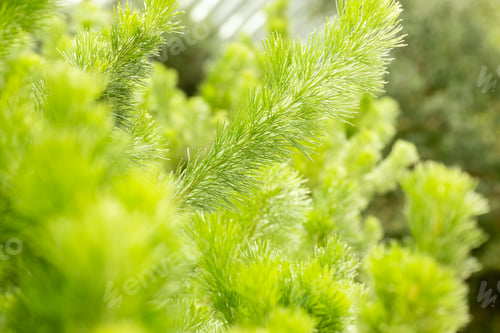Preview: Numerous bright green plants fill the garden, their vibrant colors showing clearly