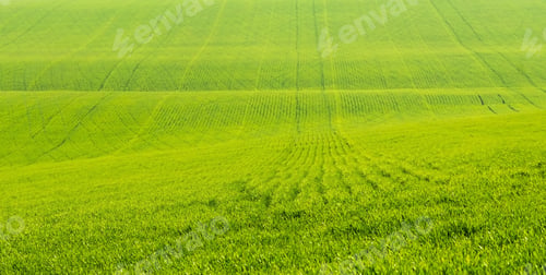 Preview: Field with green grass