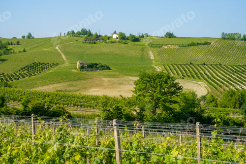 Preview: Vineyards of Monferrato near Nizza at springtime