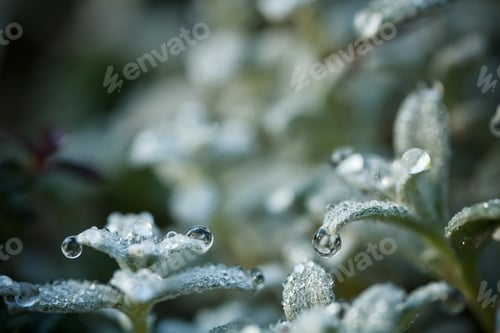 Preview: Fresh plant