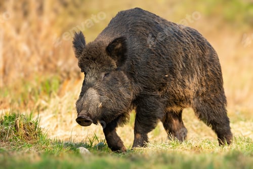 Preview: Dangerous wild boar approaching from front on glade in springtime