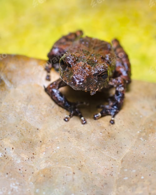Preview: Frog looking straight ahead on a dry leaf and a yellow background