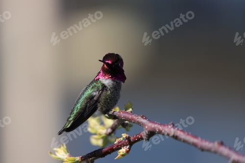Preview: Hummingbird
