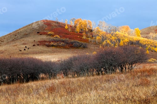 Preview: Hill with dry grass and trees in autumn