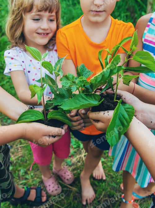 Preview: Children watch plant trees, hold in their hands. Selective focus.