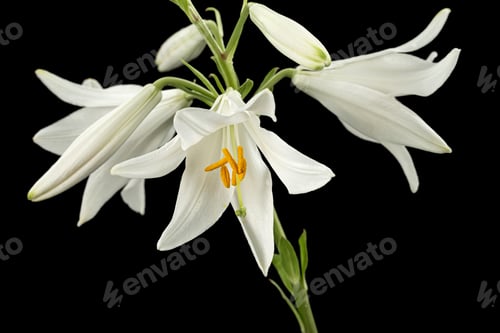 Preview: White flower of lily, isolated on black background