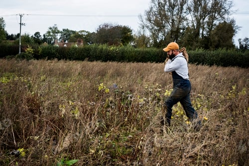 Preview: Farmer walking in a field, carrying paper bag with freshly picked gourds.