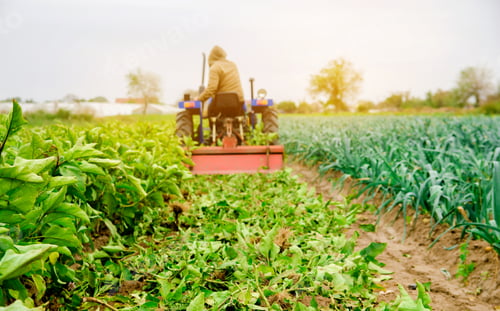 Preview: A farmer plows a eggplants plants. Farmer on a tractor cultivates the soil after harvesting.