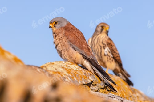 Preview: Pair Lesser Kestrel in breeding colony in Spain