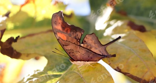 Preview: Marpesia butterfly, with closed wings
