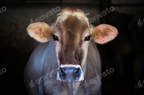 Preview: Cow on Farm race Alpine Brown