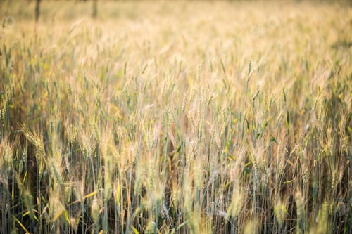 Preview: field of wheat farm