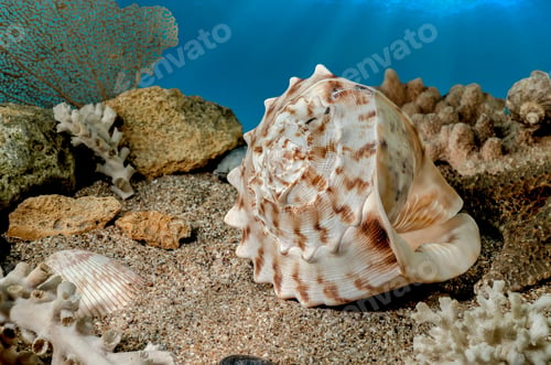 Preview: Cassis Cornuta Shell on the sand underwater