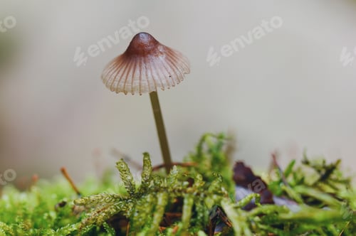 Preview: Closeup or macro of a small mushroom growing in the forest or woods