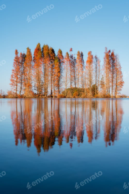 Preview: a row of trees with their fall colors reflected in the water
