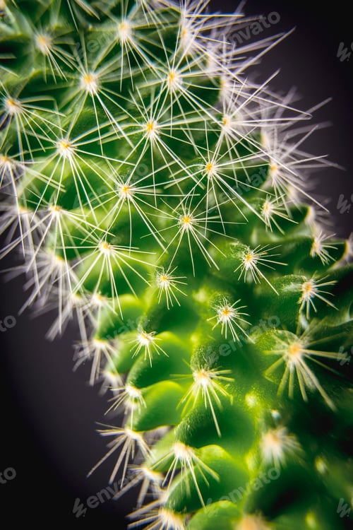 Preview: A spiked green cactus with a black background. Macro photography