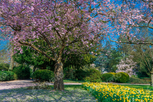 Preview: Cherry Blossom Garden scenery in spring. garden blossoming on sunny spring day