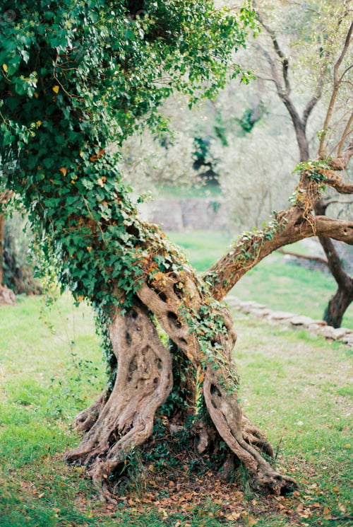 Preview: Green ivy climbs the trunk of an old tree in the park