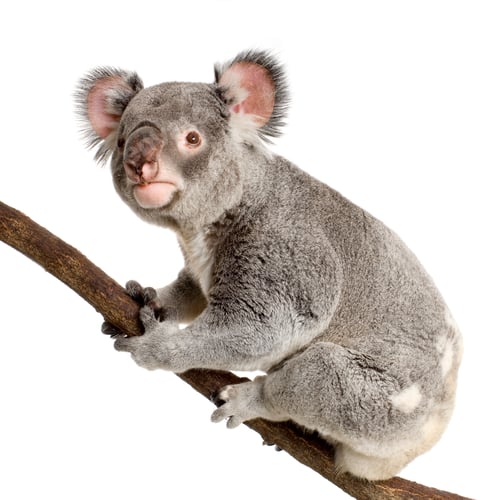 Vorschau: Koala