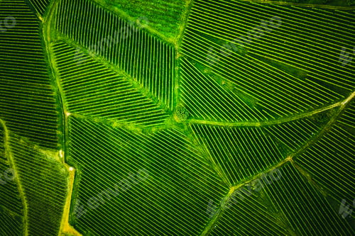 Preview: Top view of a vineyard in Summer. Aerial drone shot in Styria, Austria