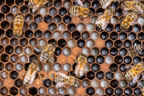 Preview: Bees taking care of bee larva