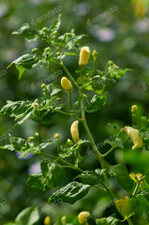 Preview: The white chili pepper on the plant