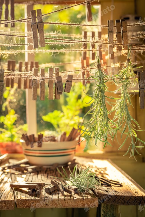 Preview: Freshly harvested curry herbs hanging on lines with claps