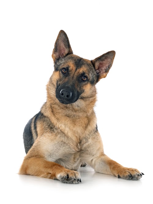 Preview: gray german shepherd