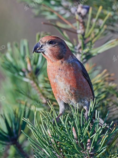 Preview: Parrot crossbill (Loxia pytyopsittacus)